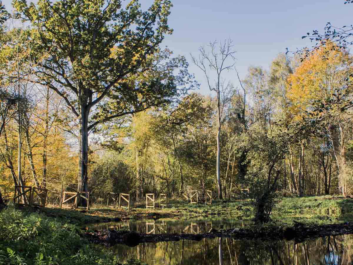 Quidenham Estate Pond